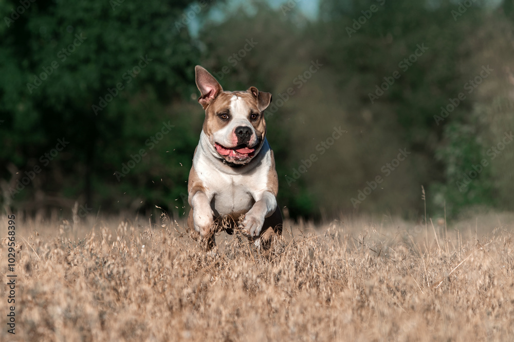 American Staffordshire Terrier dog runs and jumps happily in tall dry grass, walking with an active dog American Staffordshire Terrier dog runs and jumps happily in tall dry grass, walking with an active dog
