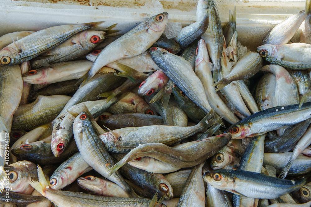 A close-up of fresh fish piled high in a container at the market A close-up of fresh fish piled high in a container at the market