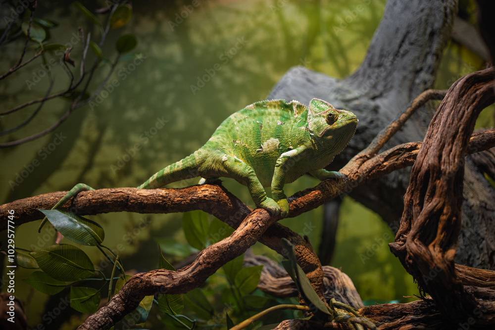 A large green chameleon crawls very slowly along a branch, a water park or a zoo, a hall with lizards A large green chameleon crawls very slowly along a branch, a water park or a zoo, a hall with lizards