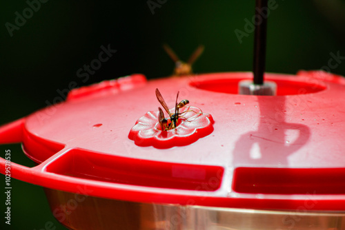 Avispas en comederos de colibries