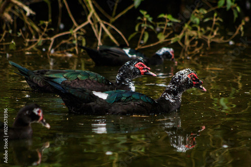 patos venezolanos en estanque