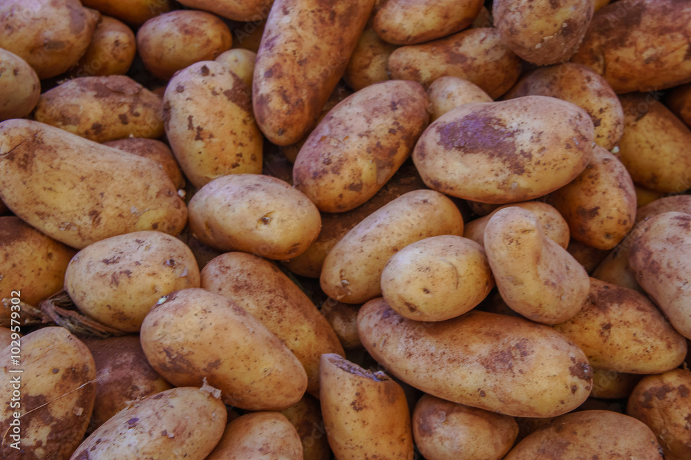 A pile of fresh, brown potatoes are ready for cooking A pile of fresh, brown potatoes are ready for cooking