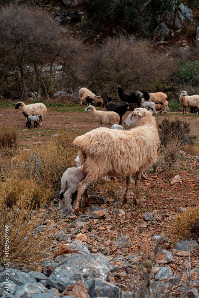 Obraz premium A flock of sheep at sunset in the mountains of Greece, on the island of Crete.