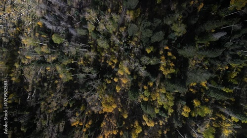 Top down aerial over Colorado fall colors in Durango in San Juan Mountains photo