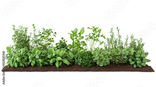 Quadro su tela A row of fresh green herbs growing in soil, perfect for a kitchen garden or culinary inspiration