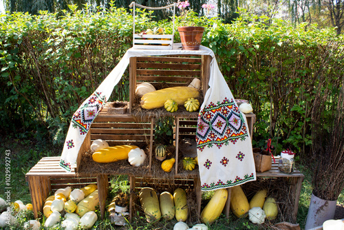Harvest Celebration. Fall harvest of yellow zucchini and pumpkins stacked in wooden crates in the farmhouse garden. Fall festive garden design.