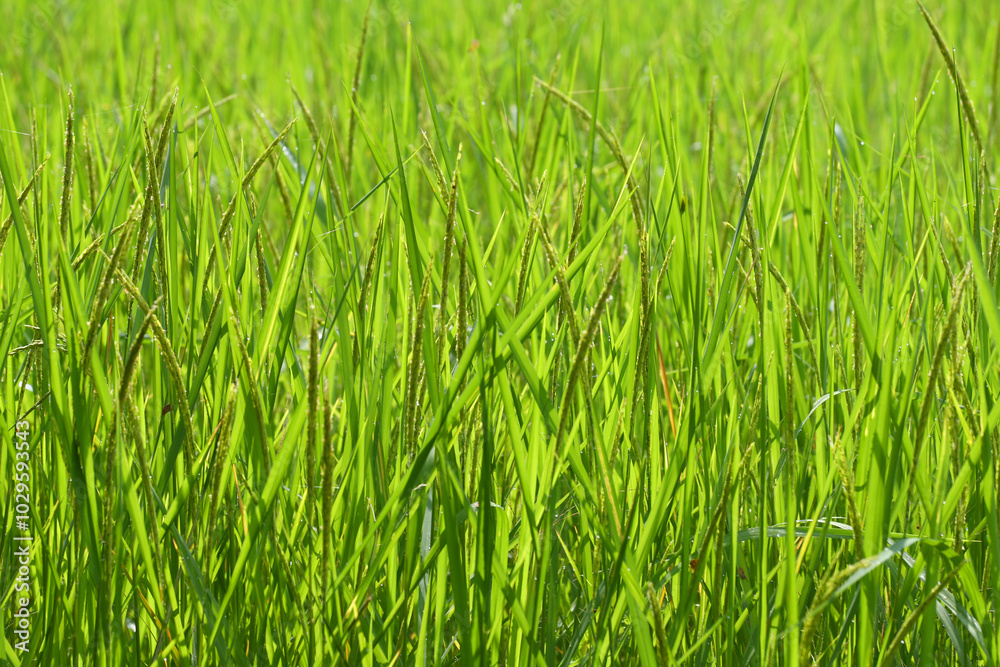 Green rice plants are about to sprout ears. Green rice plants are about to sprout ears.