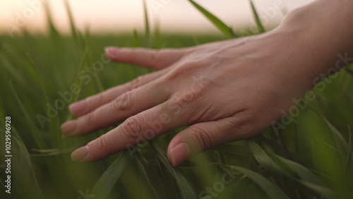 farmer hand touches ears green wheat sunset. griculture. business concept. production cultivation nutritious wheat green field. farmer countryside works summer farm. wheat plantation. healthy food. photo