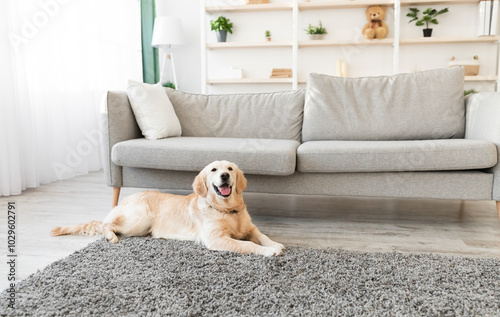 Man's Best Friend. Portrait of healthy domestic animal lying on the floor carpet in living room at home. Adorable calm dog resting near sofa, free copy space. Happy Canine Concept.