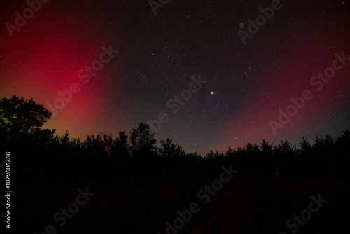 Wisps of aurora peak over the tree tops