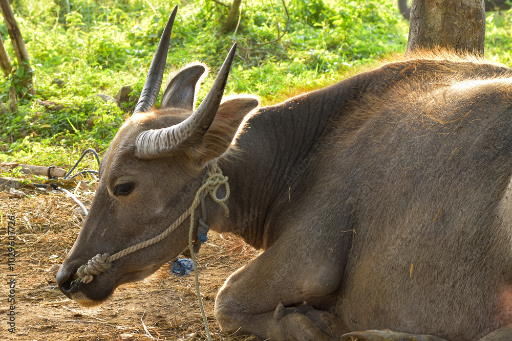 Portrait of buffalo head outdoors