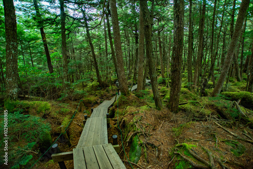 Pathway in the green forest and moss in Conservation area of Shirakoma - Kotsumega old-growth forest, Yatsugatake volcanic group, Koumi village, Nagano, Japan photo