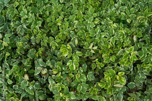 Принти на полотні Garden ornamental plants with fresh green leaver