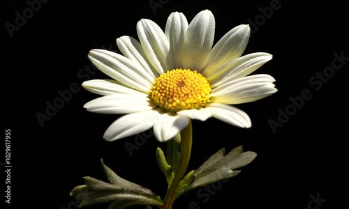 Wallpaper Mural A solitary daisy flower against a black background, highlighting its delicate petals and vibrant center. Torontodigital.ca