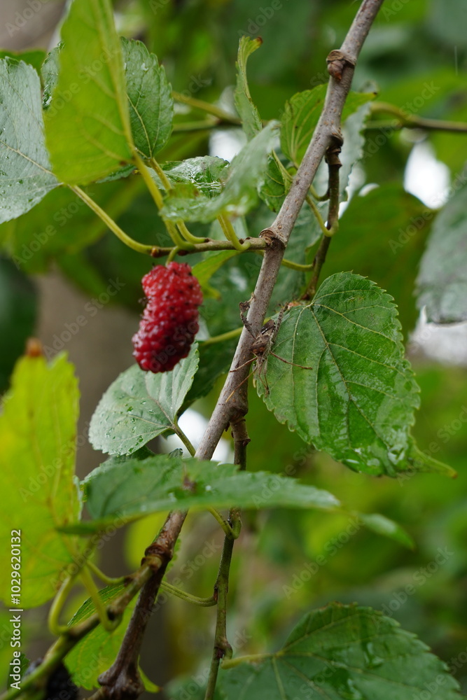 Amoras Frescas - Blackberries Amoras Frescas - Blackberries