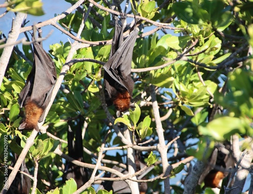 Little Red Flying Foxes (Pteropus scapulatus), Yardie Creek, Cape Range National Park, Exmouth, Western Australia. photo