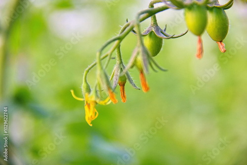 Yellow tomato flowers bloom on delicate stems, set against a blurred green background, capturing the plant's growth phase. photo