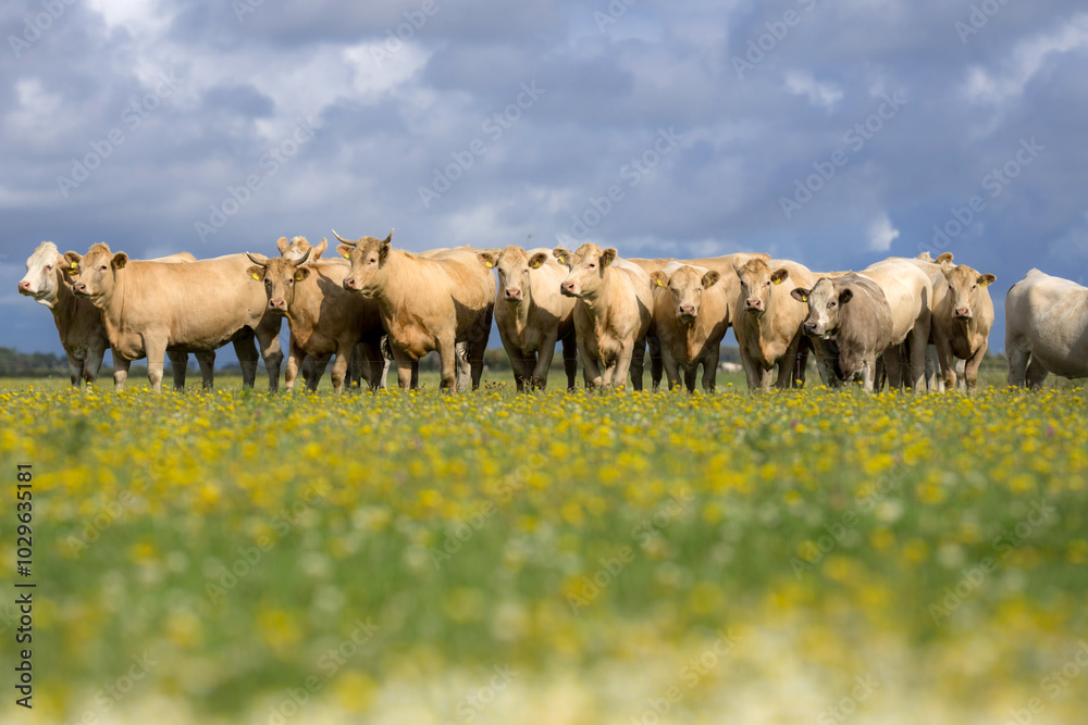 Fototapeta premium Cows on green grass in summer. A herd of cows grazing on green pastures in Swiss Alps. Farming and livestock. Grazing cow. Hereford cow at summer green field. Cow herd. Cows on farmland. Milk farm.