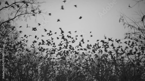 big huge flock of crows fly of dead tree top at the same time at night in black and white 