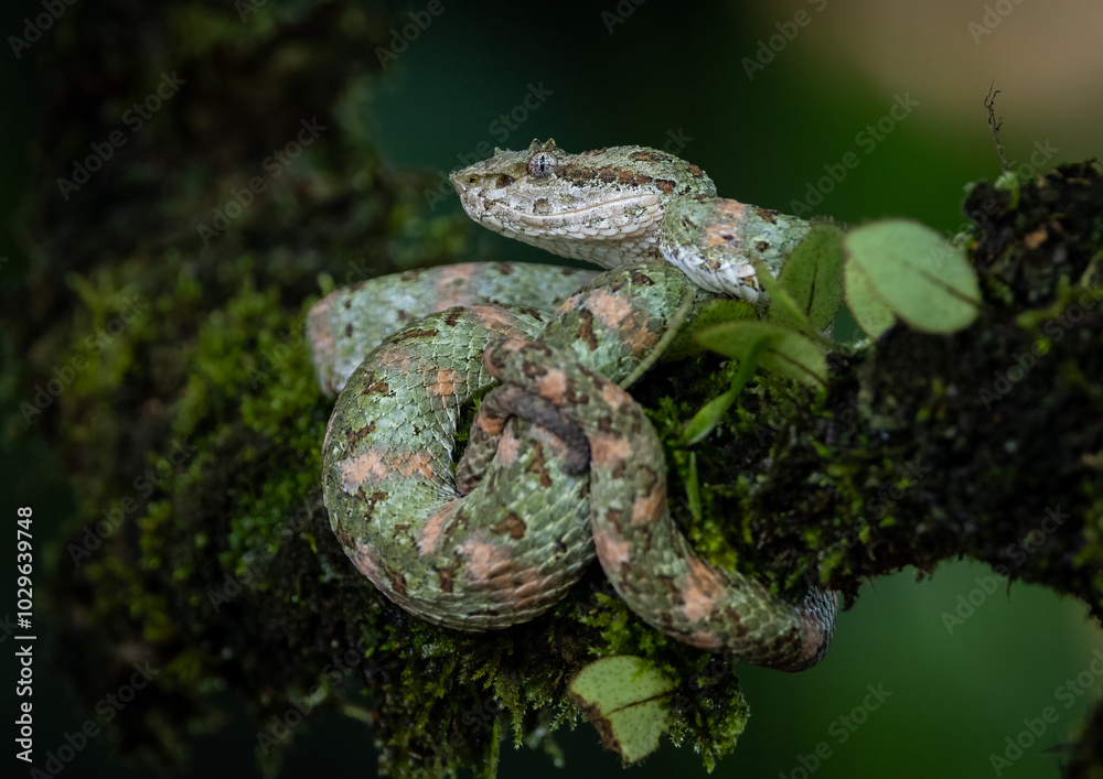 Naklejka premium Eyelash Viper in Costa Rica 