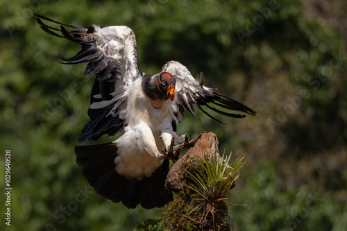 King Vulture in Costa Rica  photo