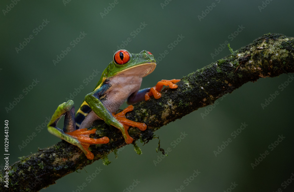 Naklejka premium Red-eyed tree frog in Costa Rica