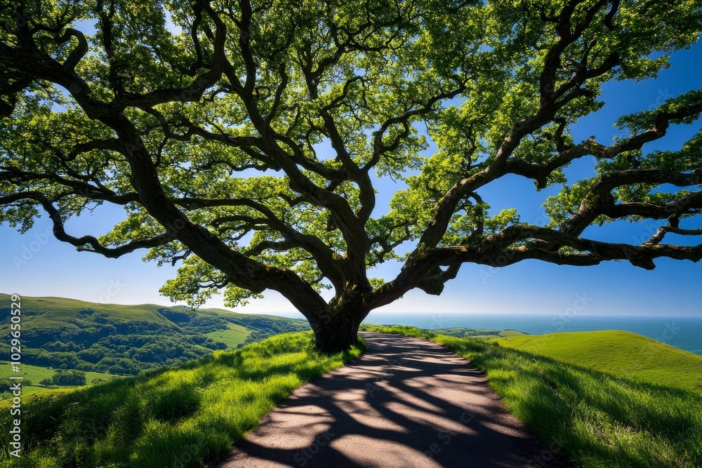 Ancient oak trees casting long shadows, along a country walking path Ancient oak trees casting long shadows, along a country walking path