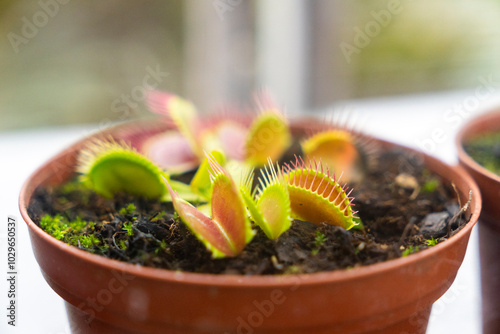 carnivorous plant in a pot