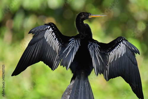 Hermosa ave costarricense en extraordinario paisaje en Costa Rica, bajo la lluvia o el sol, las aves en Costa Rica son hermosas. photo