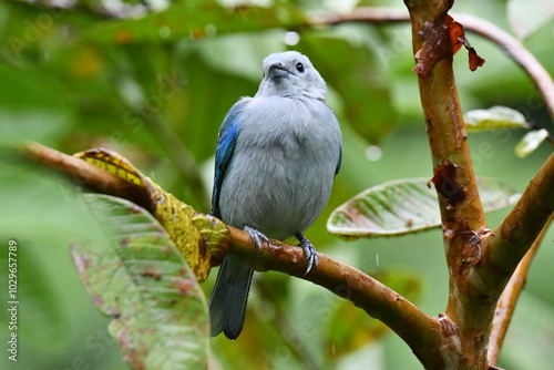 Hermosa ave costarricense en extraordinario paisaje en Costa Rica, bajo la lluvia o el sol, las aves en Costa Rica son hermosas. photo