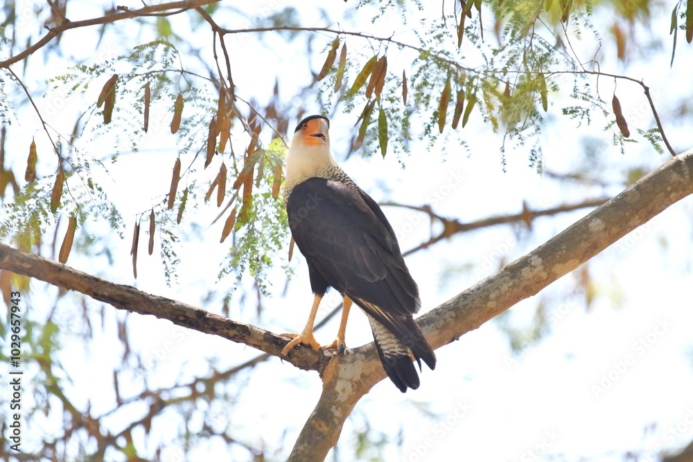 Hermosa ave costarricense en extraordinario paisaje en Costa Rica, bajo la lluvia o el sol, las aves en Costa Rica son hermosas. Hermosa ave costarricense en extraordinario paisaje en Costa Rica, bajo la lluvia o el sol, las aves en Costa Rica son hermosas.
