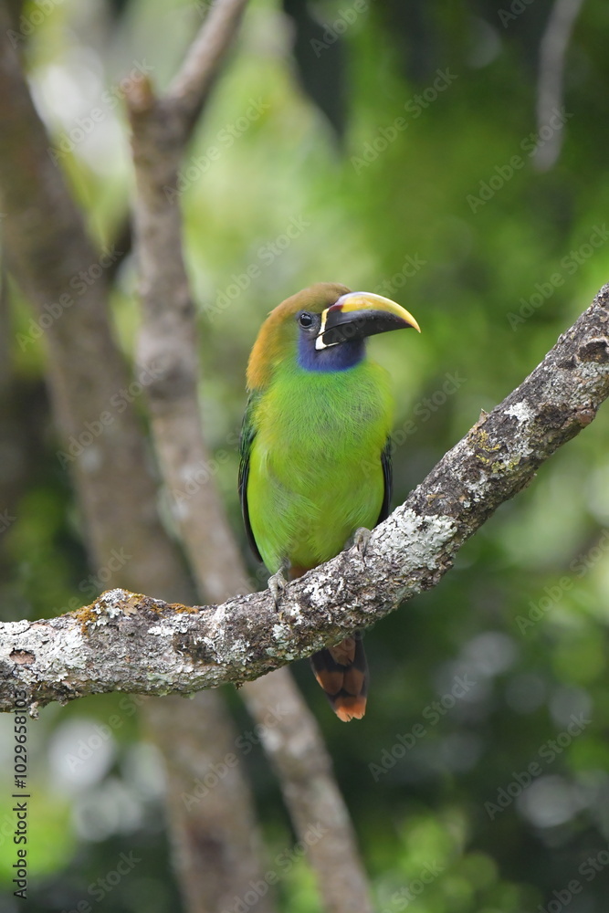 Fototapeta premium Hermosa ave costarricense en extraordinario paisaje en Costa Rica, bajo la lluvia o el sol, las aves en Costa Rica son hermosas.