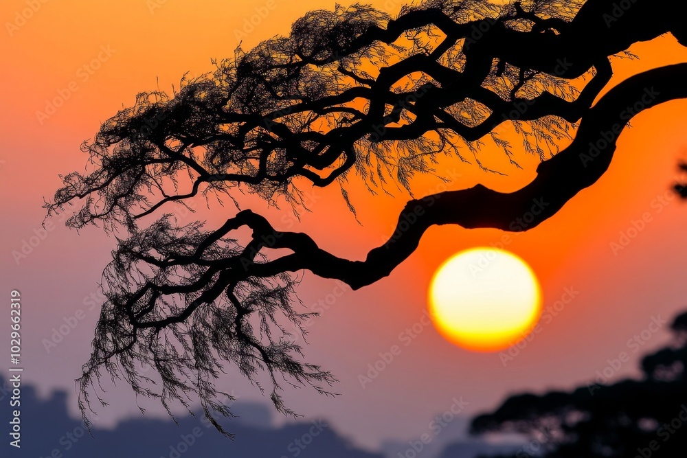 Weeping willow branches trailing in the wind, with a hazy sunset in the background Weeping willow branches trailing in the wind, with a hazy sunset in the background