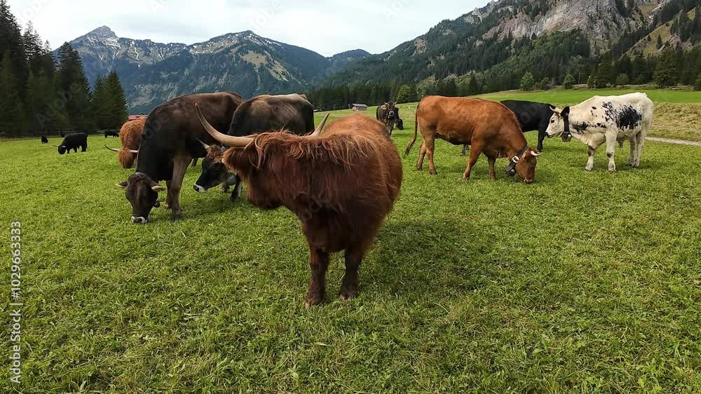 Video von Schottischen Hochlandrindern und Milchkühen in den Bergen von Österreich Video von Schottischen Hochlandrindern und Milchkühen in den Bergen von Österreich