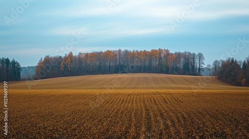 Serene landscape of golden fields with autumn trees under a soft sky during early morning