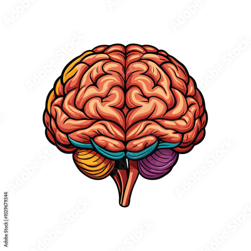 Create a vector illustration of a detailed human brain with vibrant colors.