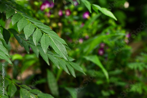 Daun Kari or Curry leaves plant in the garden. Aromatic leaves for making chicken or beef curry. Green beautiful background.