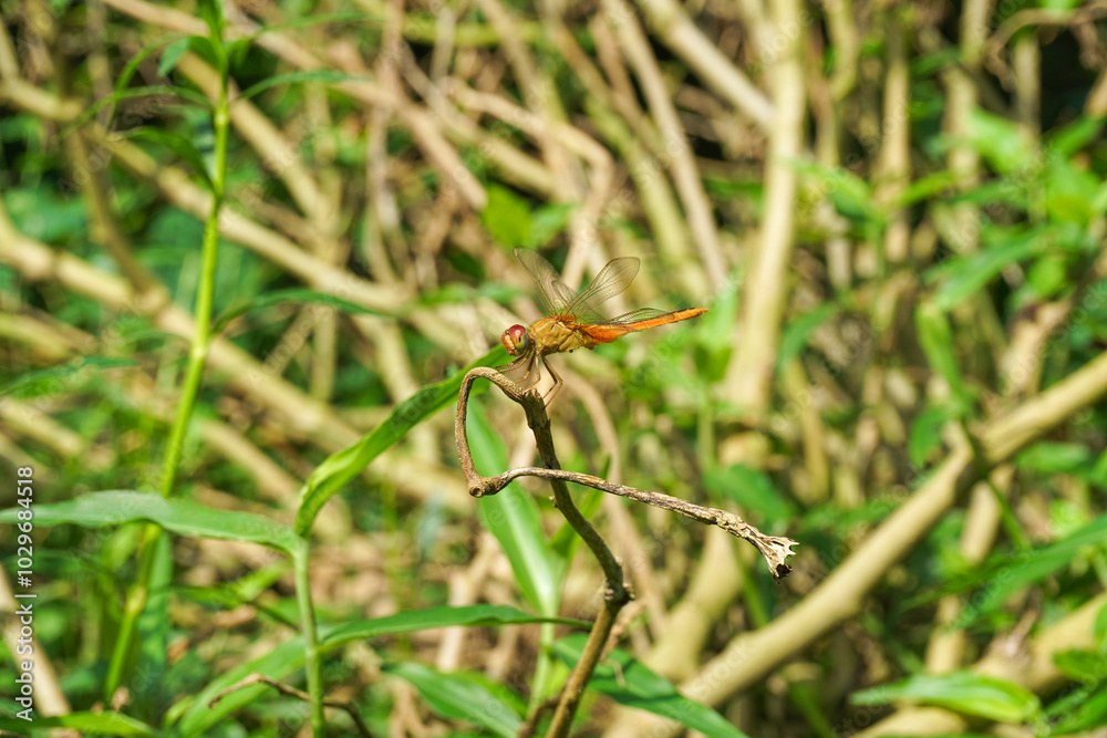 Close up shot of a brown vagrant darter dragonfly perched elegantly on the tree twig in the grassland Close up shot of a brown vagrant darter dragonfly perched elegantly on the tree twig in the grassland