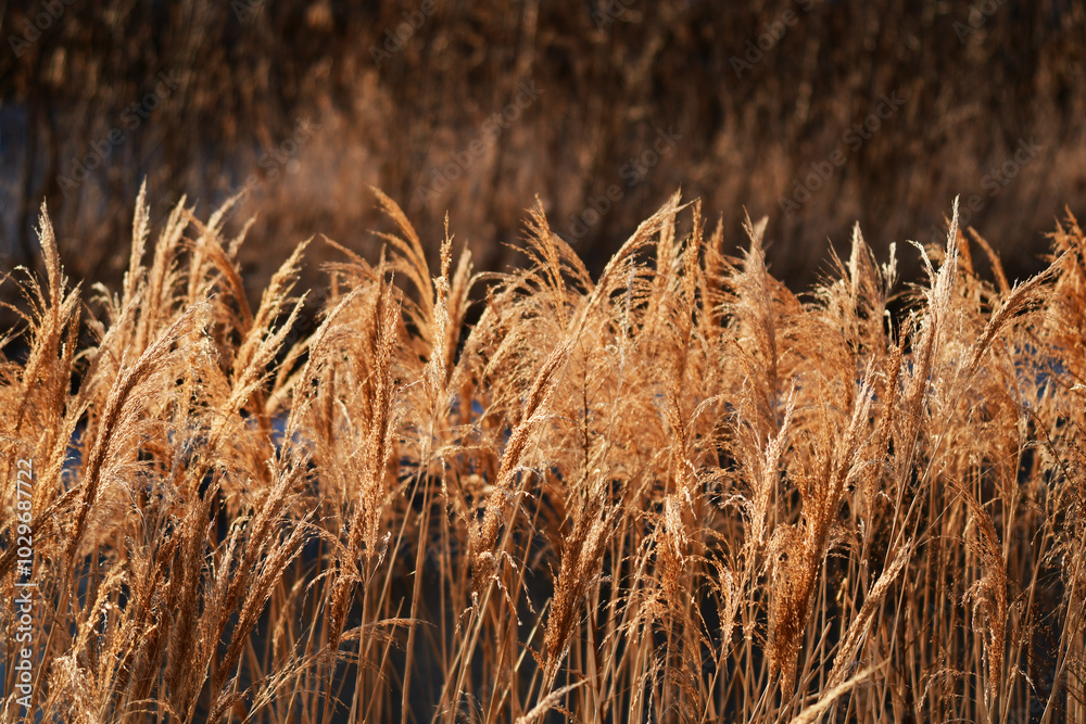 Fototapeta premium 冬の川原の葦