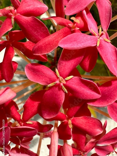 Array of red flowers in Mexico