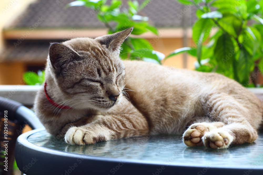 A cute domestic cat sleep on the table in a sunny day. Selected focus. A cute domestic cat sleep on the table in a sunny day. Selected focus.