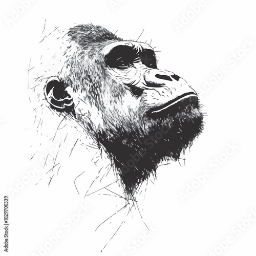 illustration of head of a gorilla photo