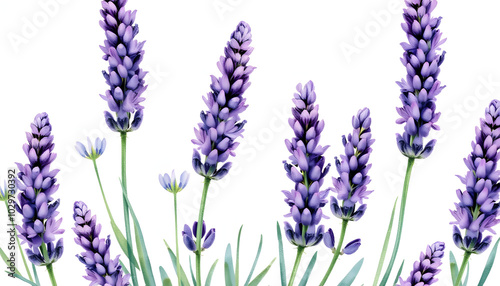 Wildflower lavender flower pattern in a watercolor style. Full name of the plant: lavender. Aquarelle wild flower for background, texture, wrapper pattern, frame or border isolated with white highli