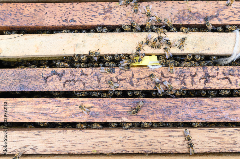 Honey bees crawling on wooden frames in a beehive are working hard to produce honey Honey bees crawling on wooden frames in a beehive are working hard to produce honey