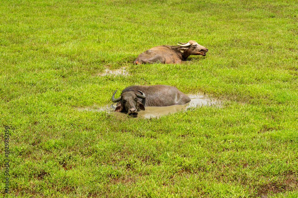 Water Buffalo Bathing in a Muddy Pond with Green Grass Water Buffalo Bathing in a Muddy Pond with Green Grass