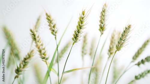 Ears of wheat on a white background.