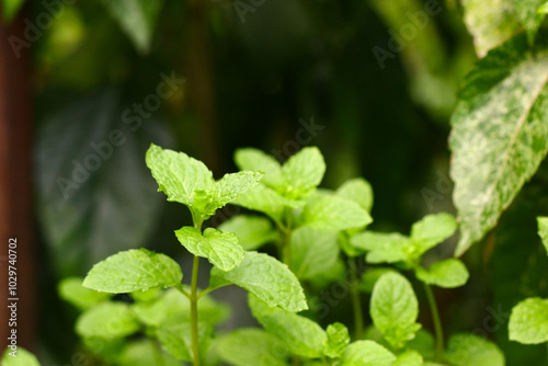 Fresh aromatic mint plant grow in the garden. Selected focus, green beautiful background.