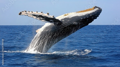 Humpback Whale Leaping Out of Water