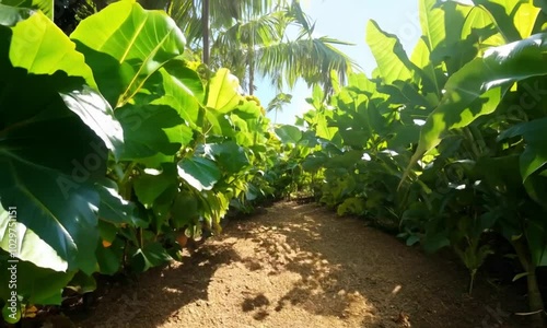 Sunny Garden with Tropical Banana Trees Full of Ripe Yellow Bananas and Large Green Leaves – Organic Farming Concept photo