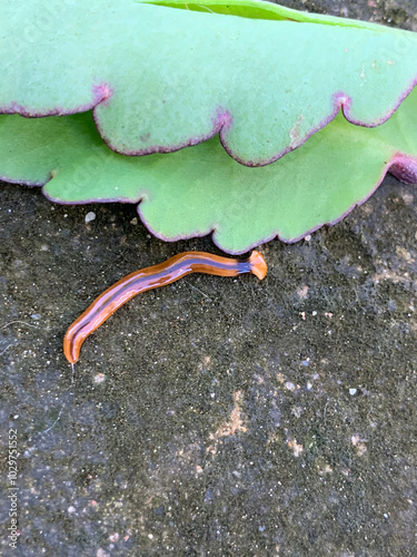 Bipalium crawling in the wild photo